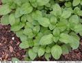 Mentha aquatica